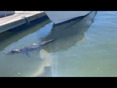 Tourist Captures Shark Biting Alligator&#039;s Foot in South Carolina